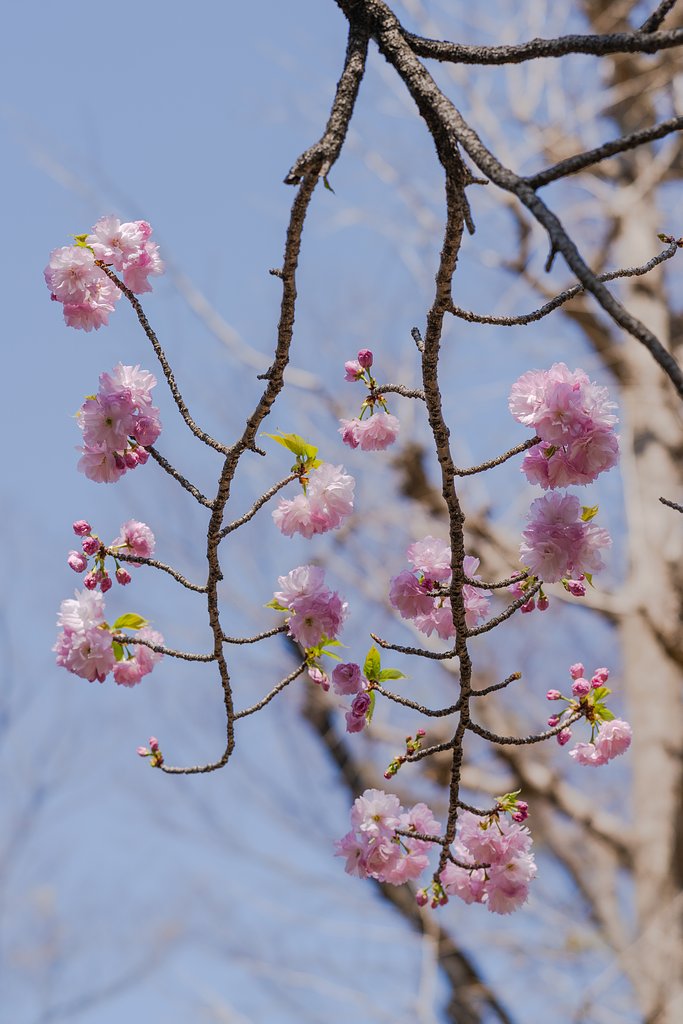 今度は八重桜