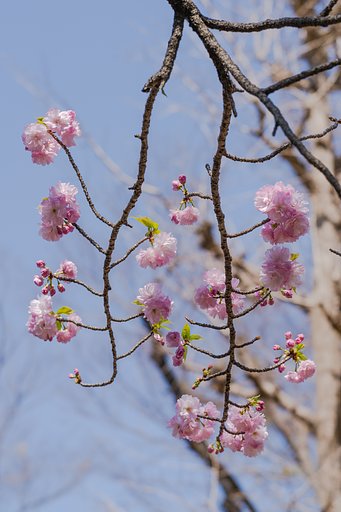 今度は八重桜