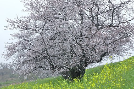 小雨の中の大樹