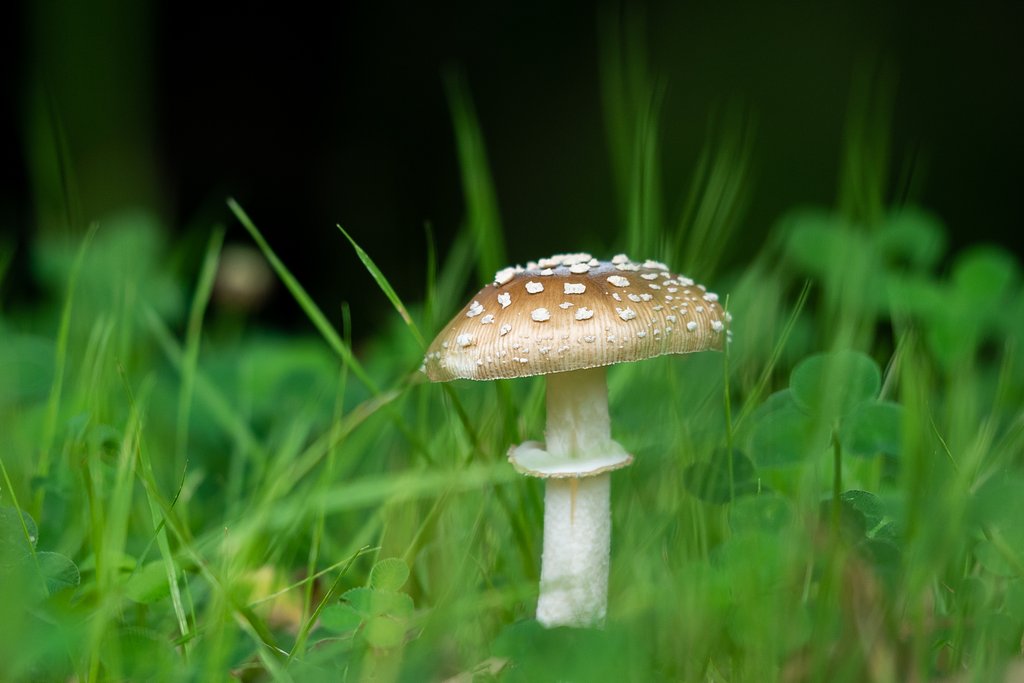 OLYMPUS M.60mm F2.8 Macro