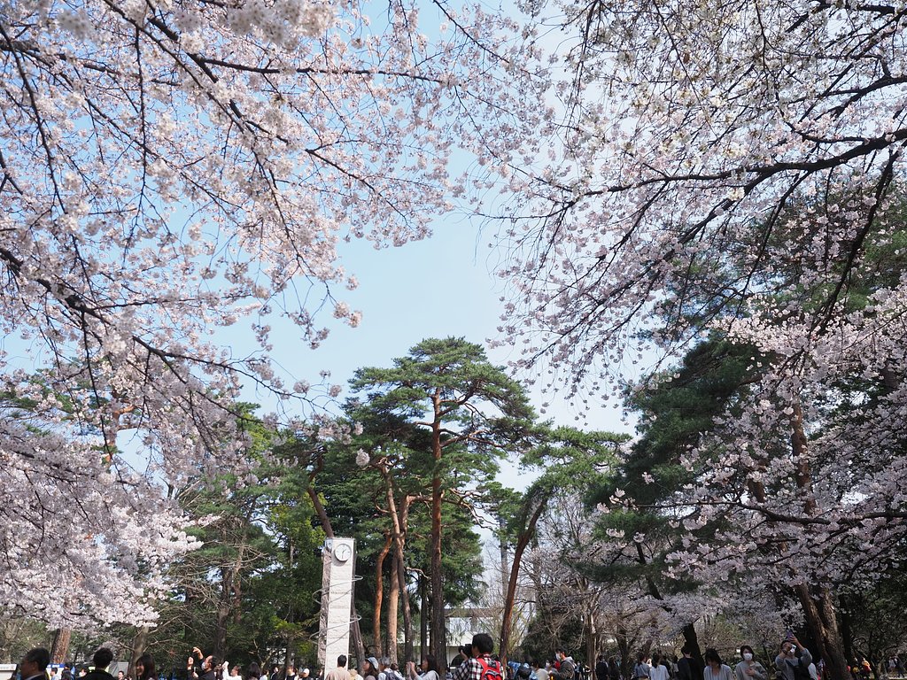 静かな花見