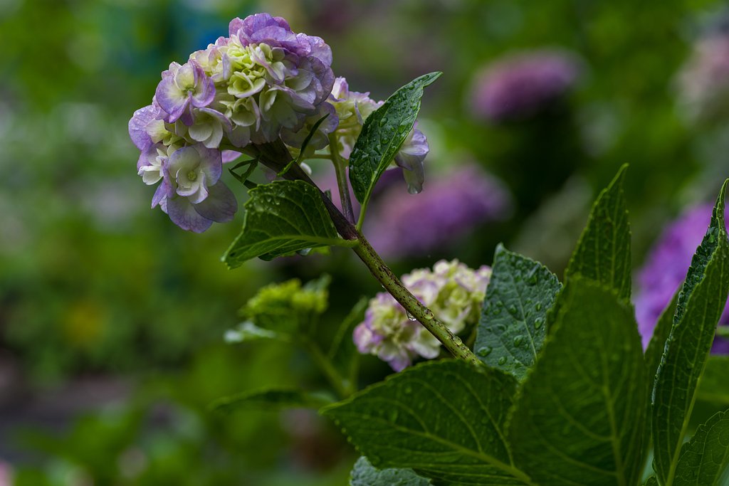 梅雨の紫陽花
