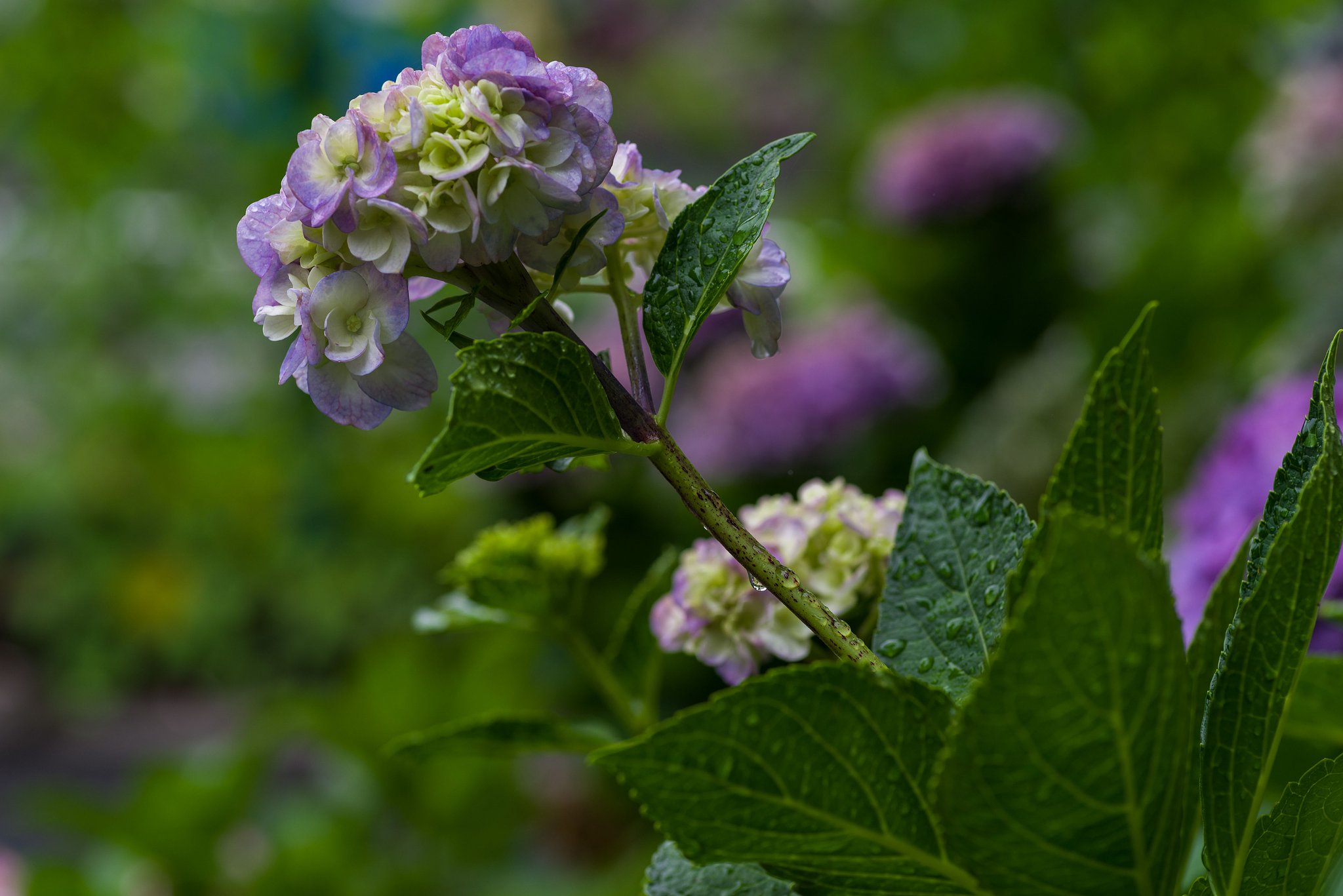梅雨の紫陽花