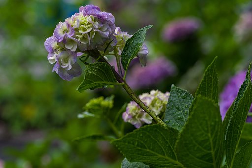 梅雨の紫陽花