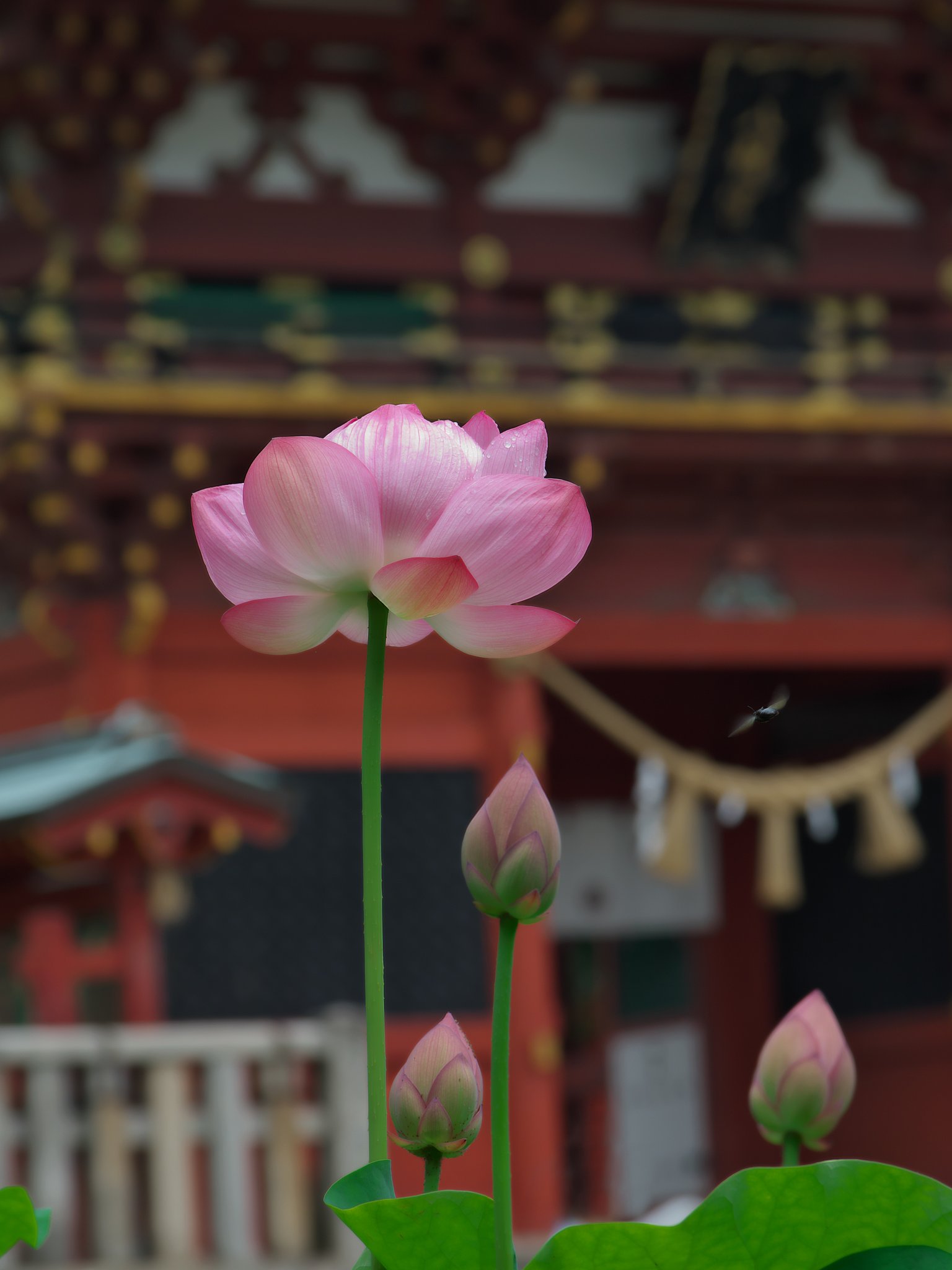 飛翔