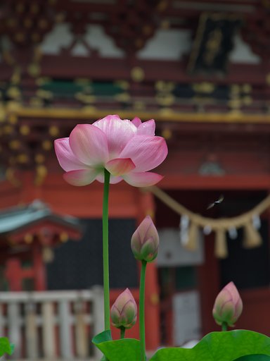 飛翔