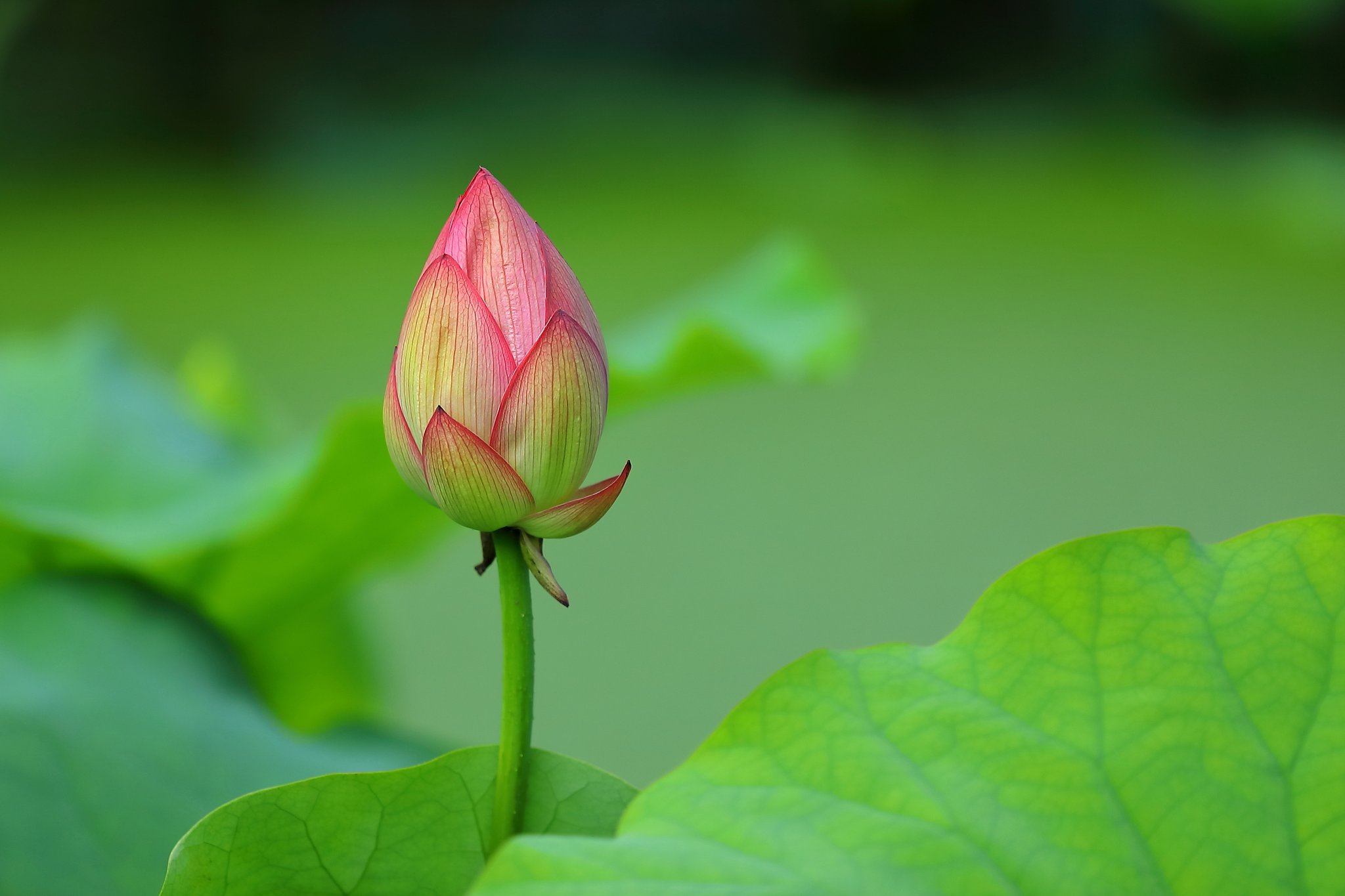花ハス公園にて