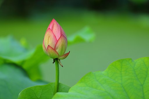 花ハス公園にて