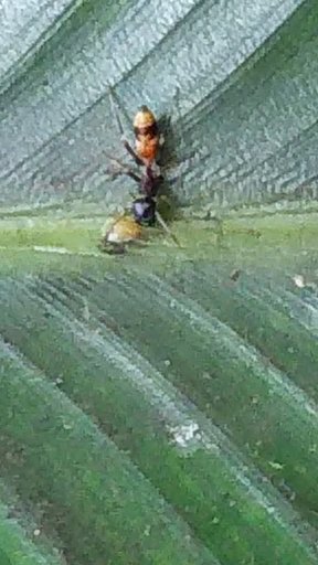 教えてください