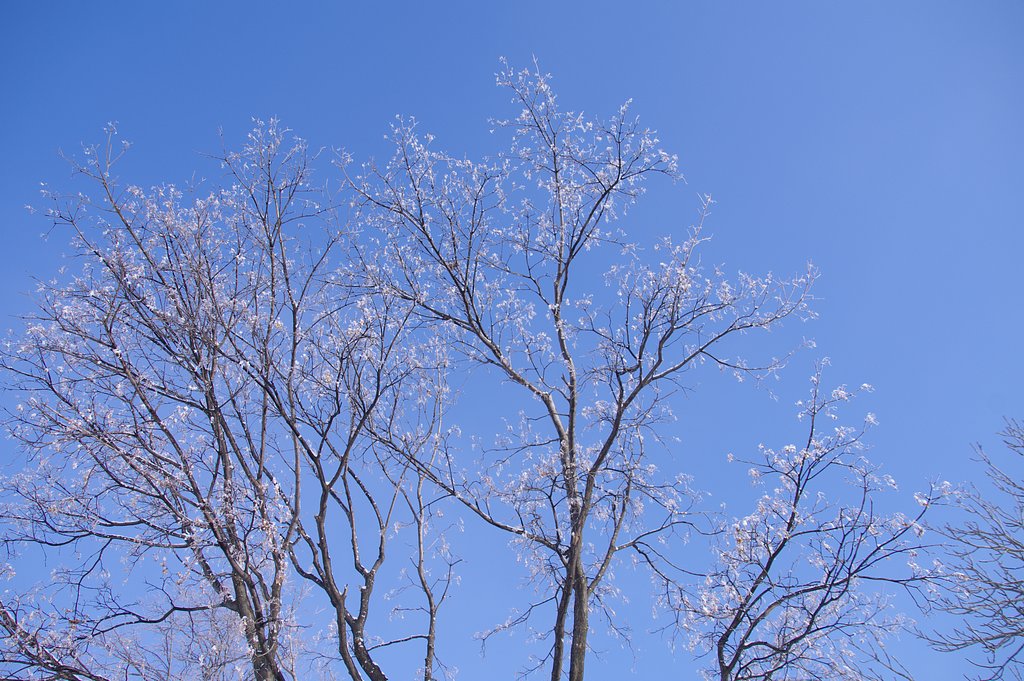 雪桜