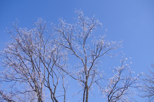 雪桜