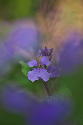Tamron 90mm  Macro Model F017