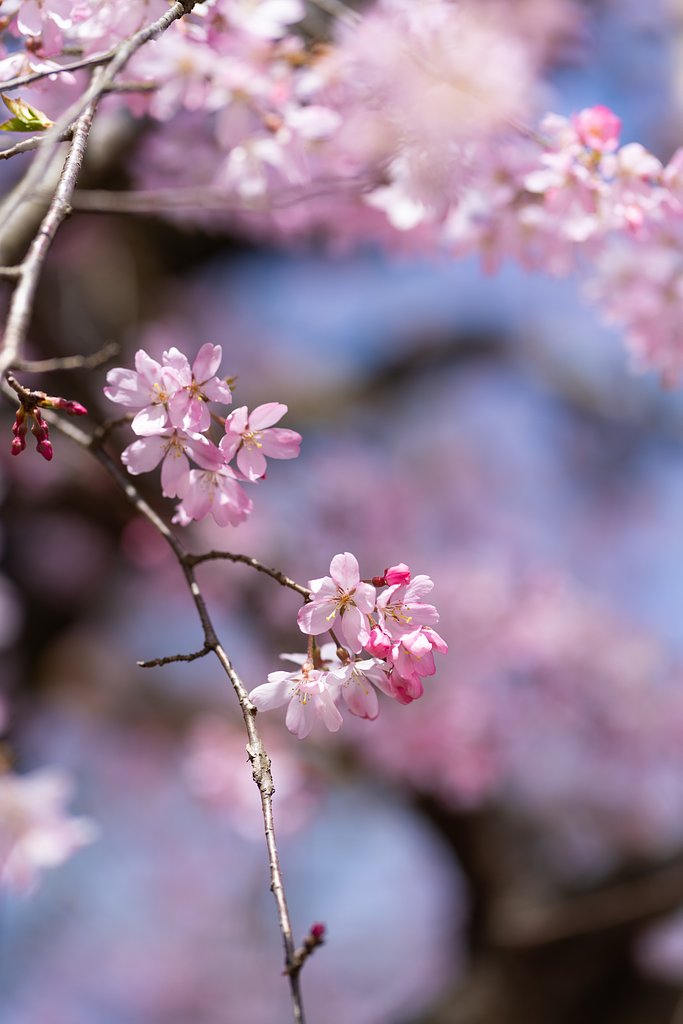 枝垂れ桜も満開