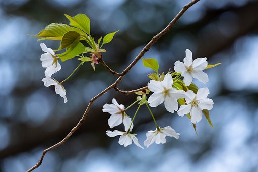 山桜３