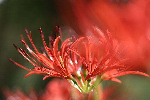 悲願花