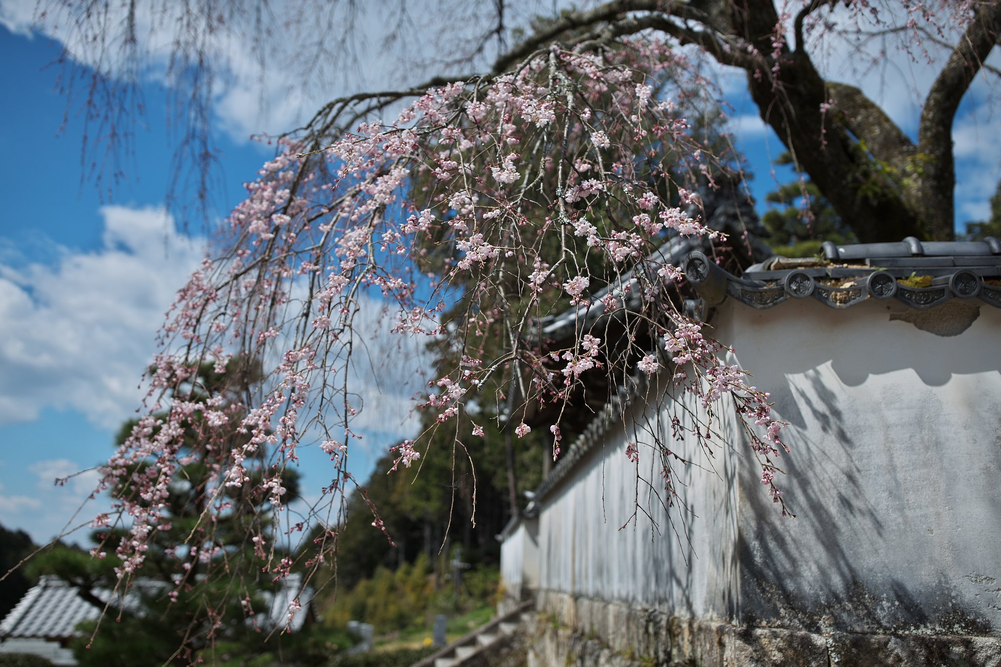 寺院の枝垂れ