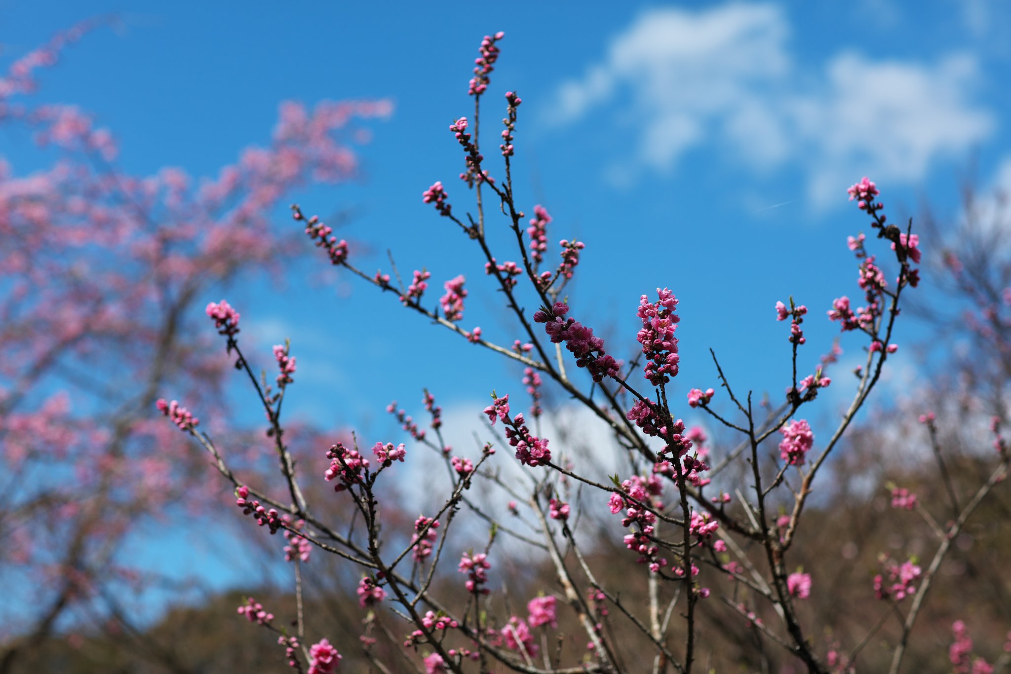 桃の花