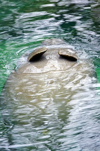人魚の泉 7