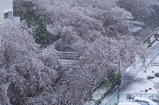 枯れ木に花