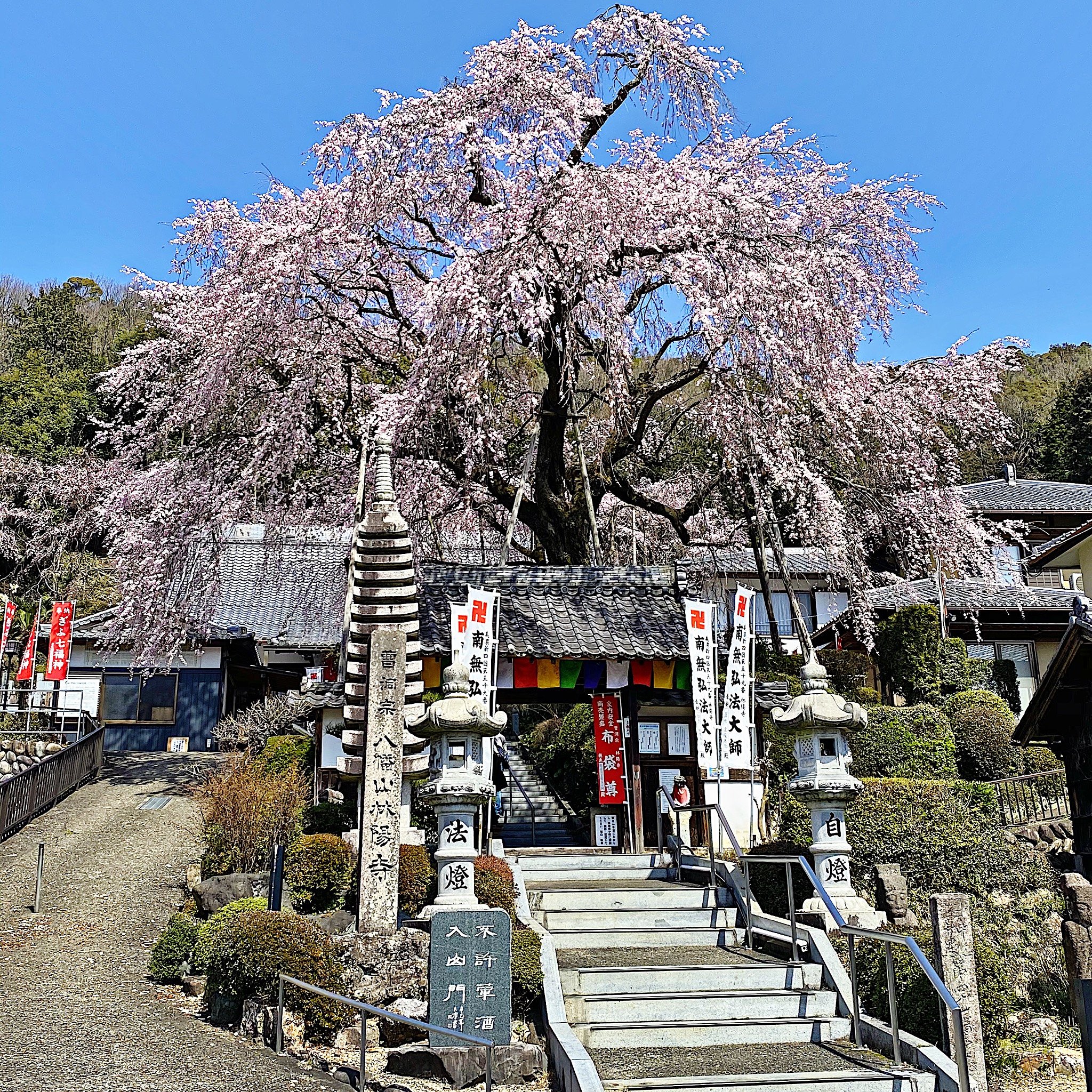 ４月のお題は【はな】です。