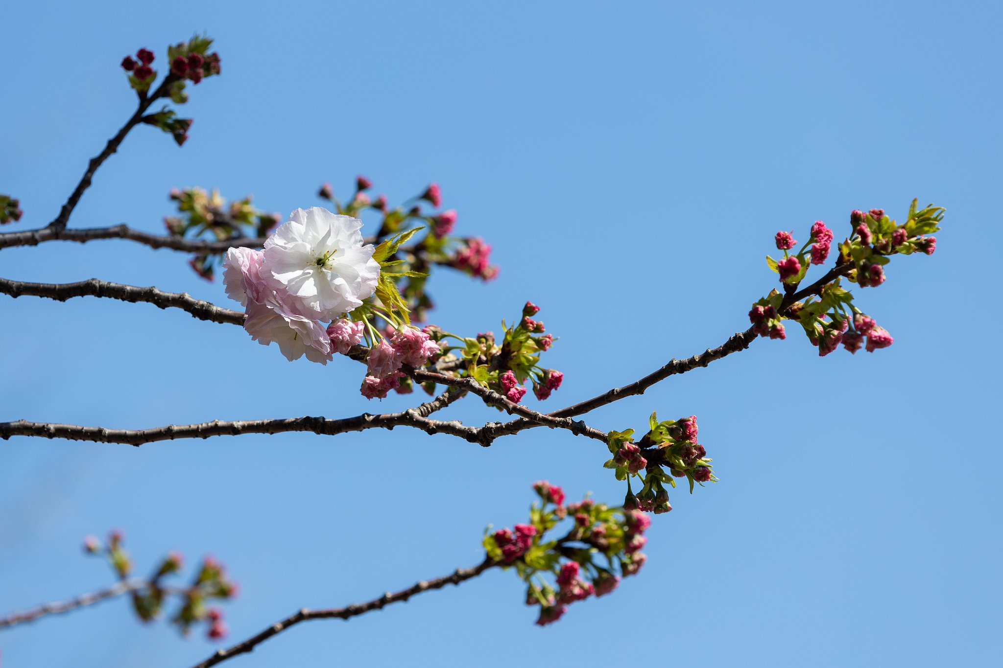 八重桜２