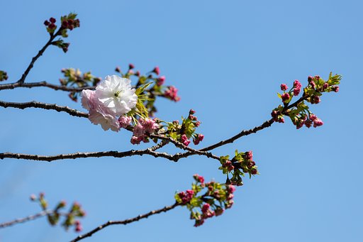 八重桜２