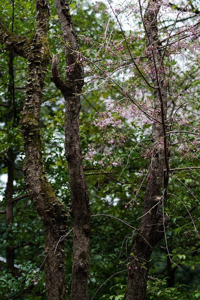 待ち焦がれていた桜