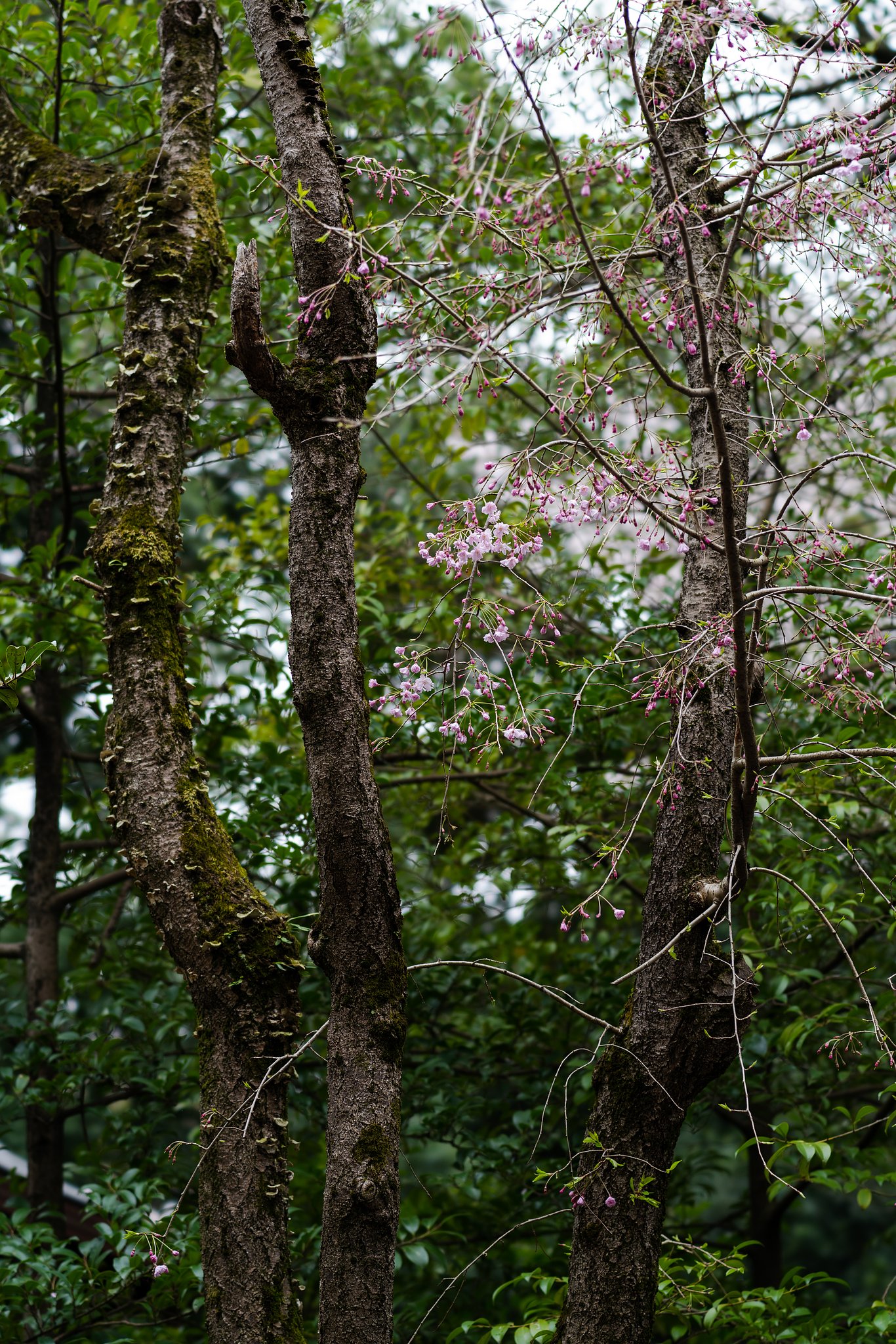 待ち焦がれていた桜