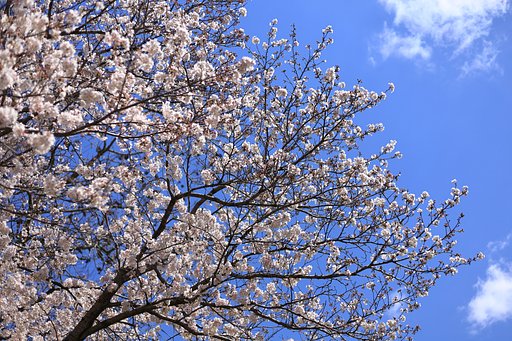 花盛り