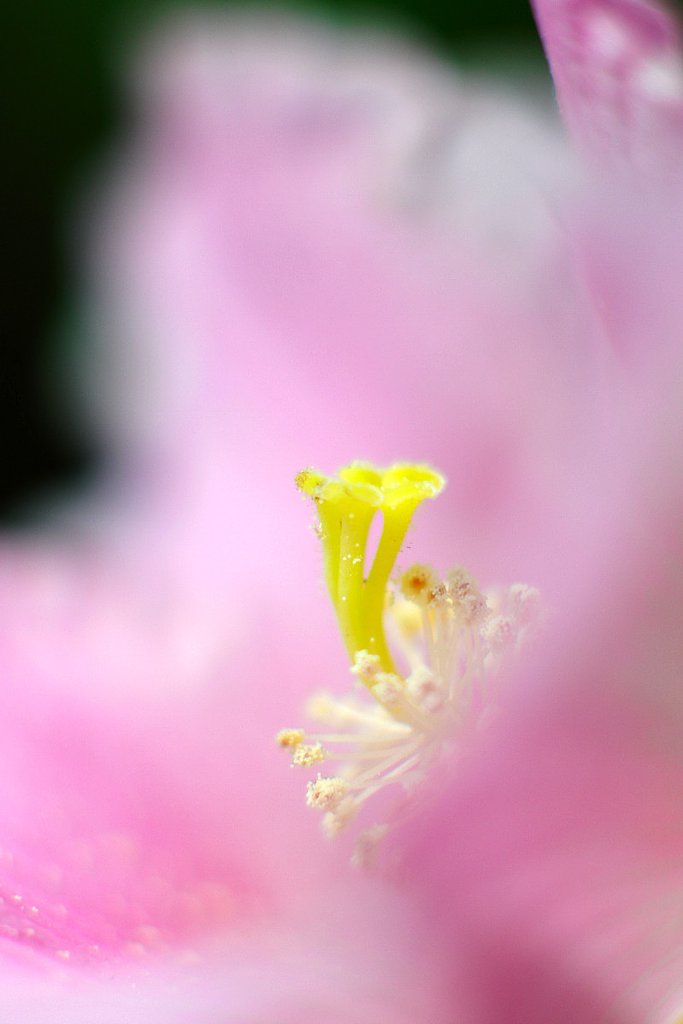 芙蓉またまた