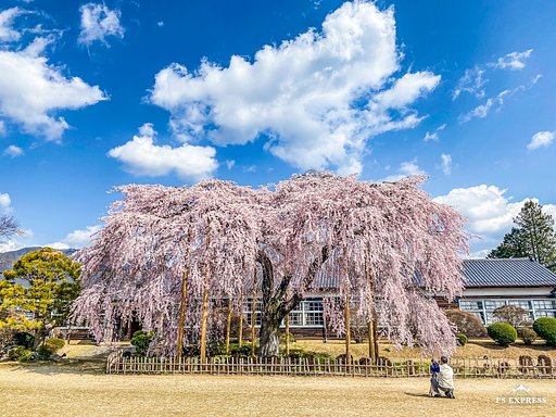 【はな】杵原学校のしだれ桜
