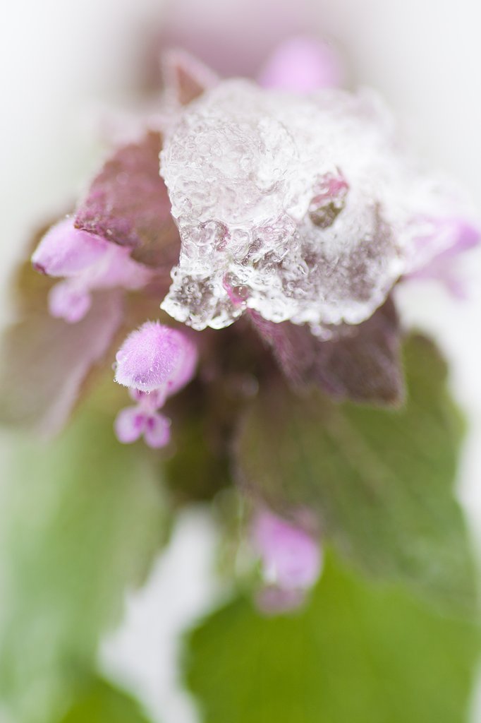 TAMRON SP AF 90mm F/2.8 MACRO1:1 172E
