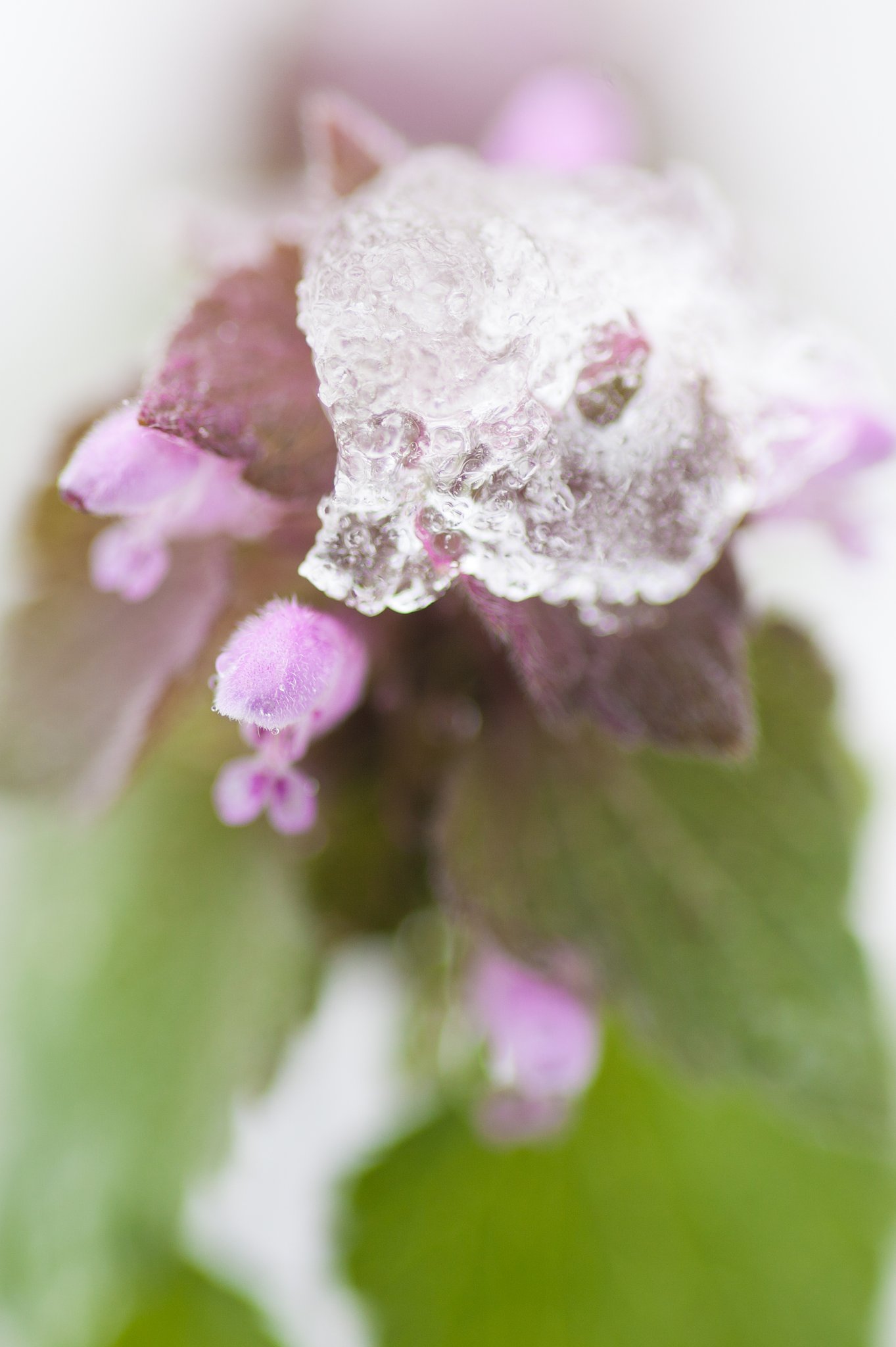 TAMRON SP AF 90mm F/2.8 MACRO1:1 172E