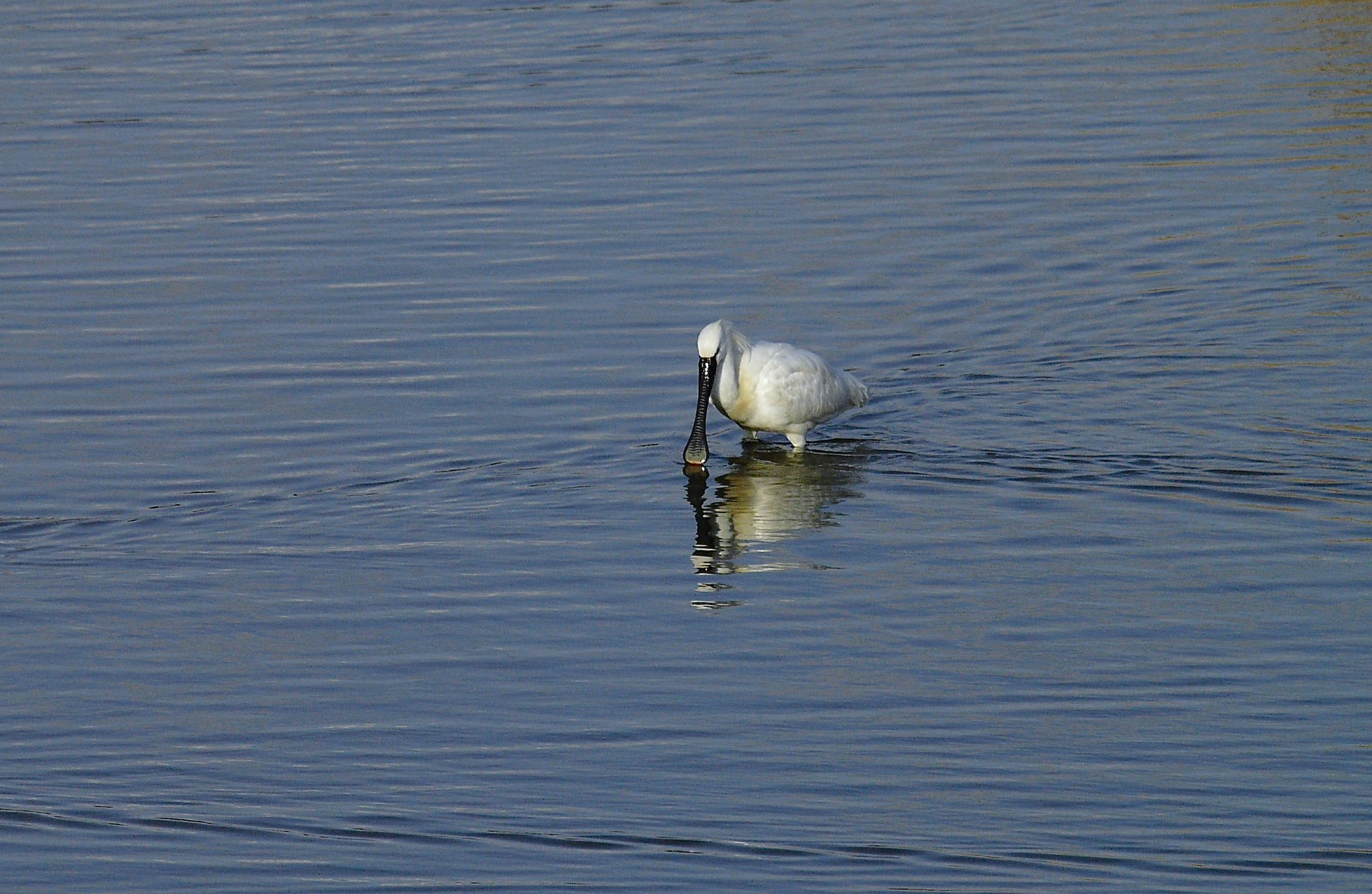 ZUIKO ED 50-200mm SWD
