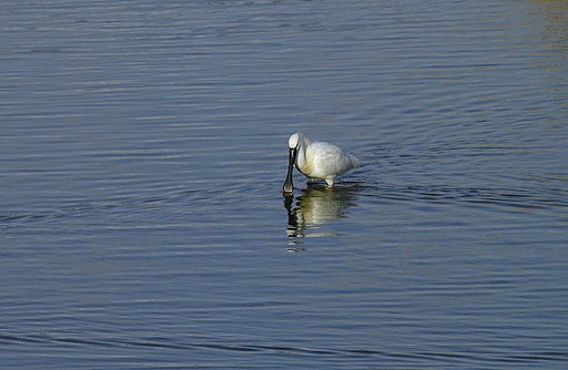 ZUIKO ED 50-200mm SWD