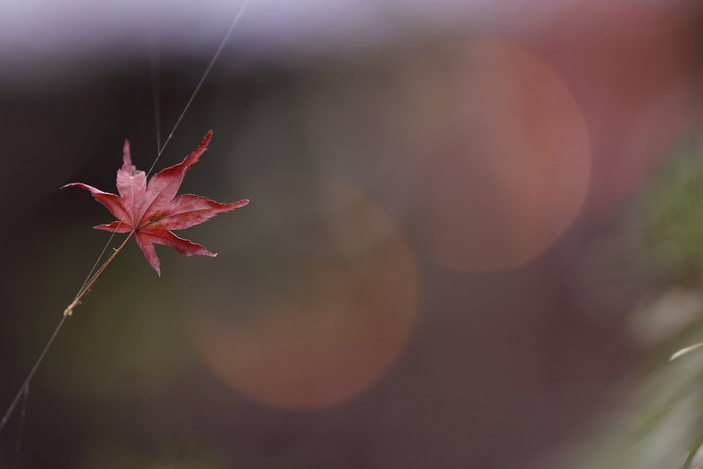 逆光以外で紅葉を撮る　～サーカスのように～