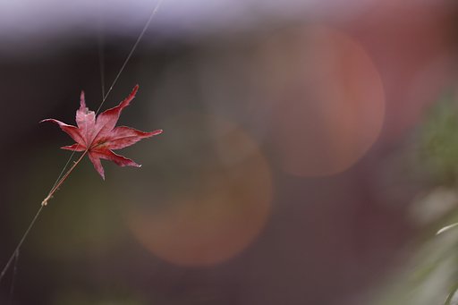 逆光以外で紅葉を撮る　～サーカスのように～