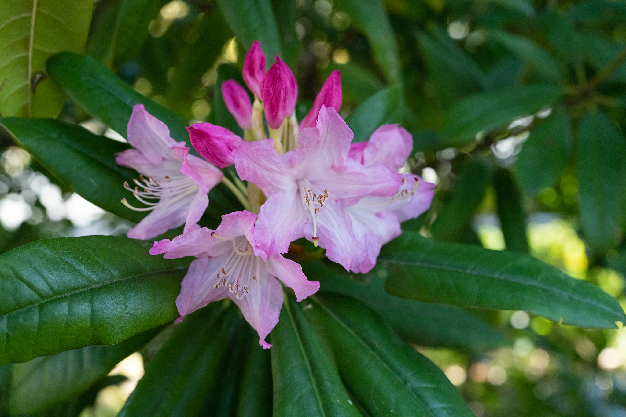 毎年見るのに