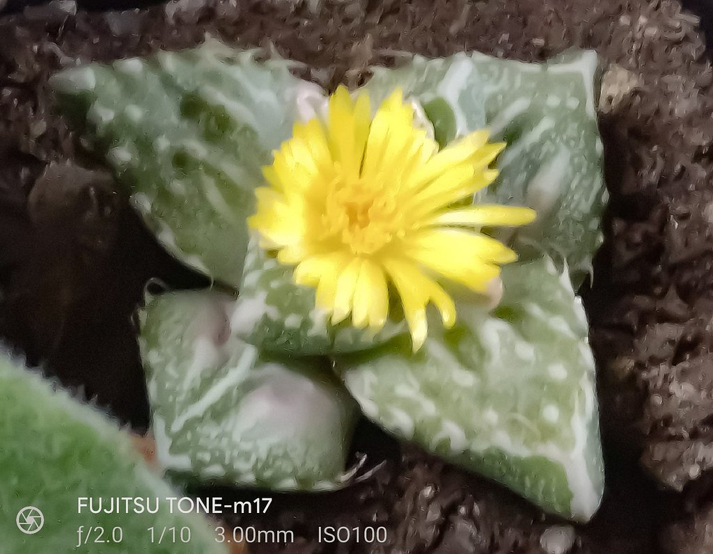 フォーカリアの花