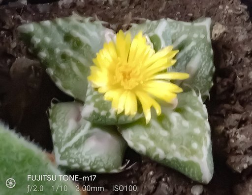 フォーカリアの花