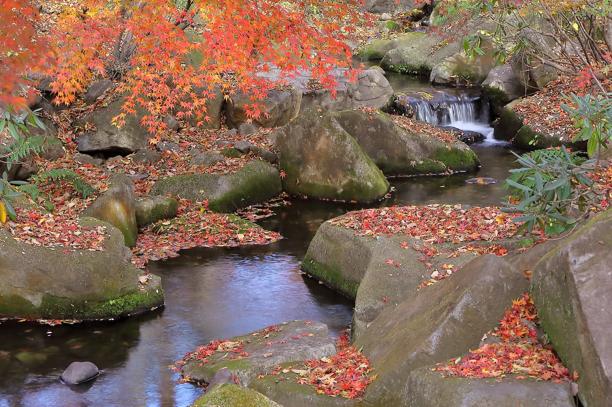 近場の紅葉も最終盤
