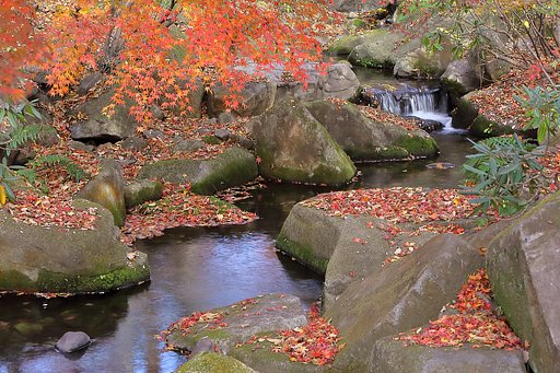 近場の紅葉も最終盤