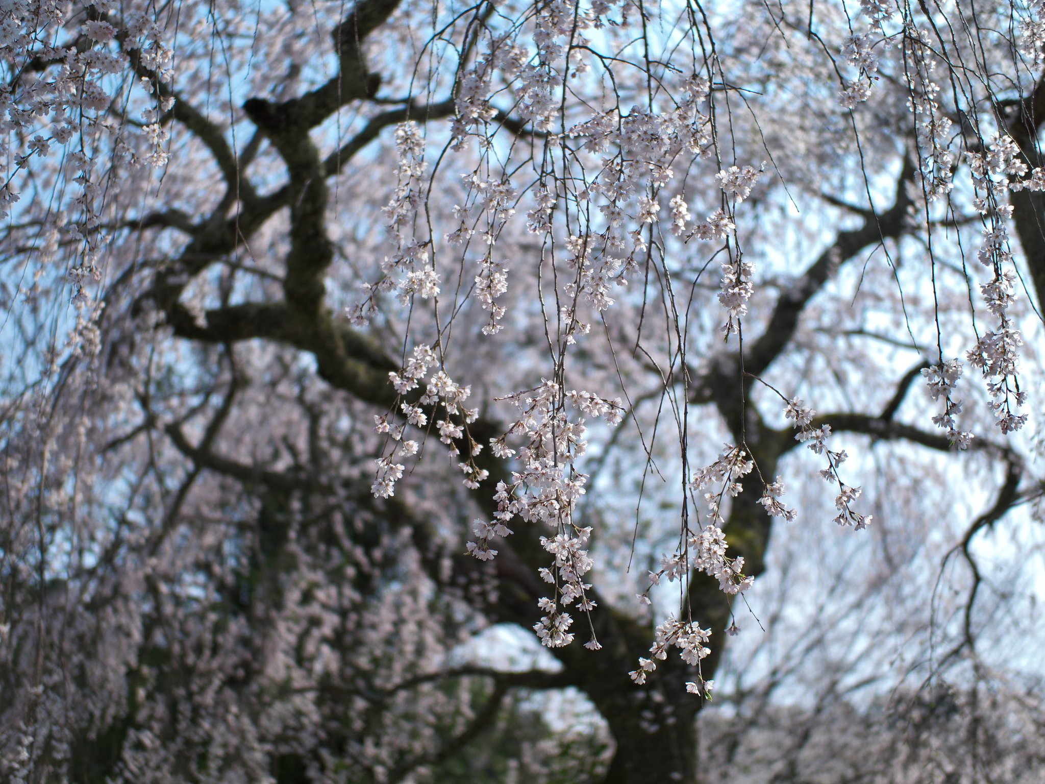 本堂前の枝垂れ桜