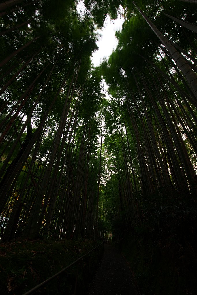 竹林にて