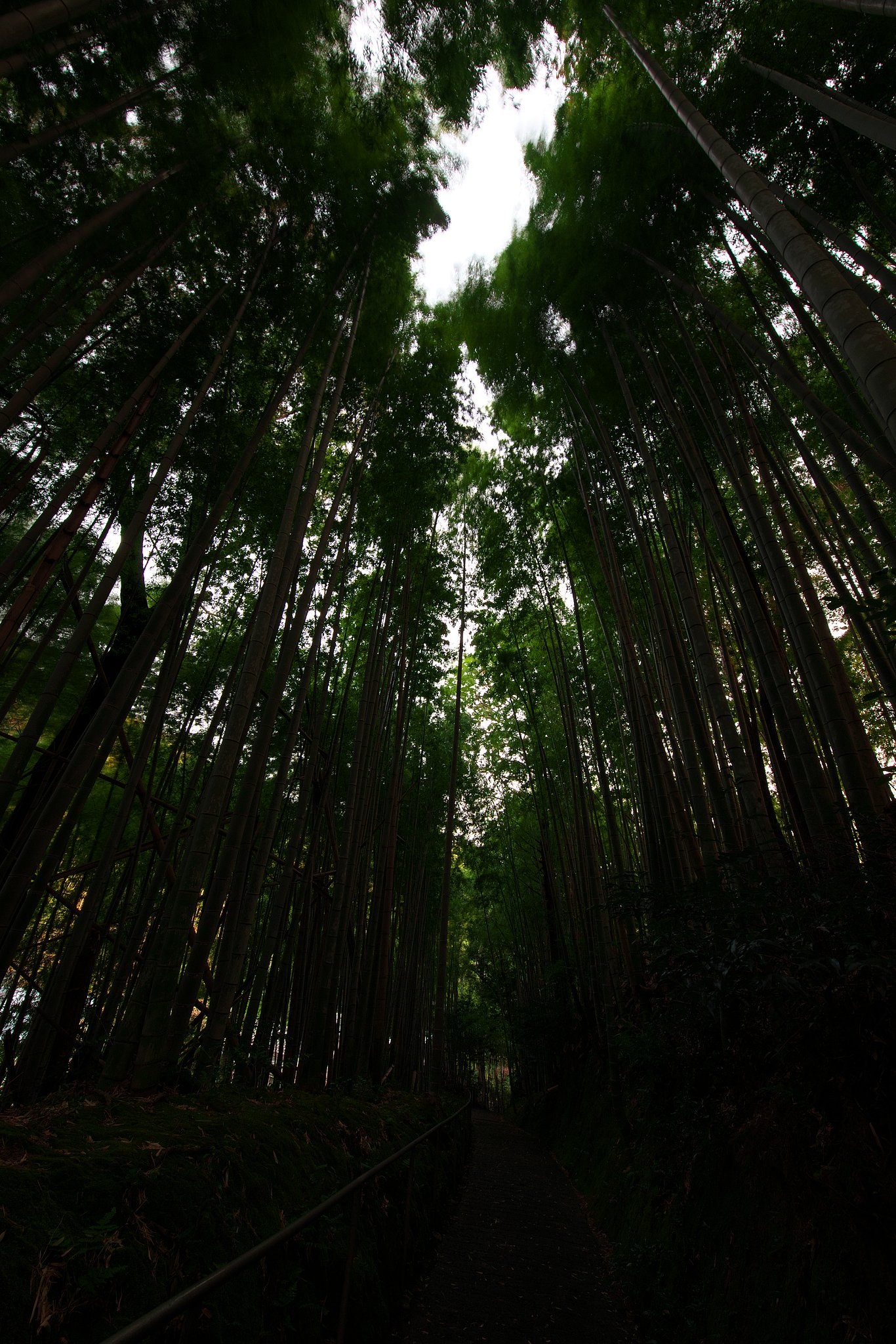 竹林にて