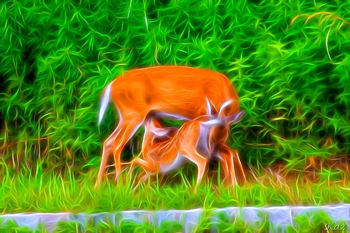7月8日の写真