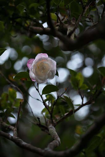 八重咲サザンカ