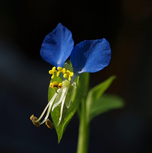 ツユクサ　３