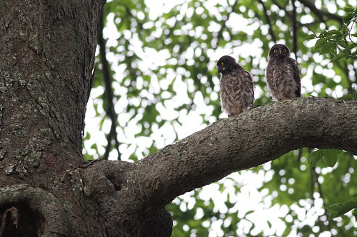 アオバズク雛