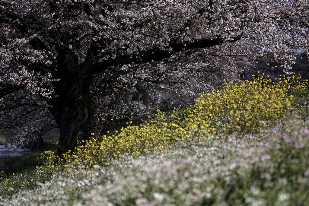 桜　菜花